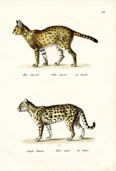 Tiger Cat, 1824 by Karl Joseph Brodtmann